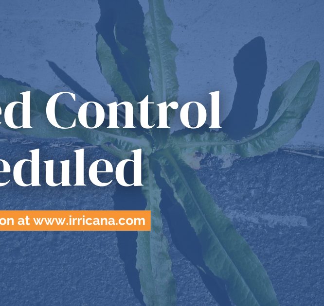 Irricana Weed Control 2024